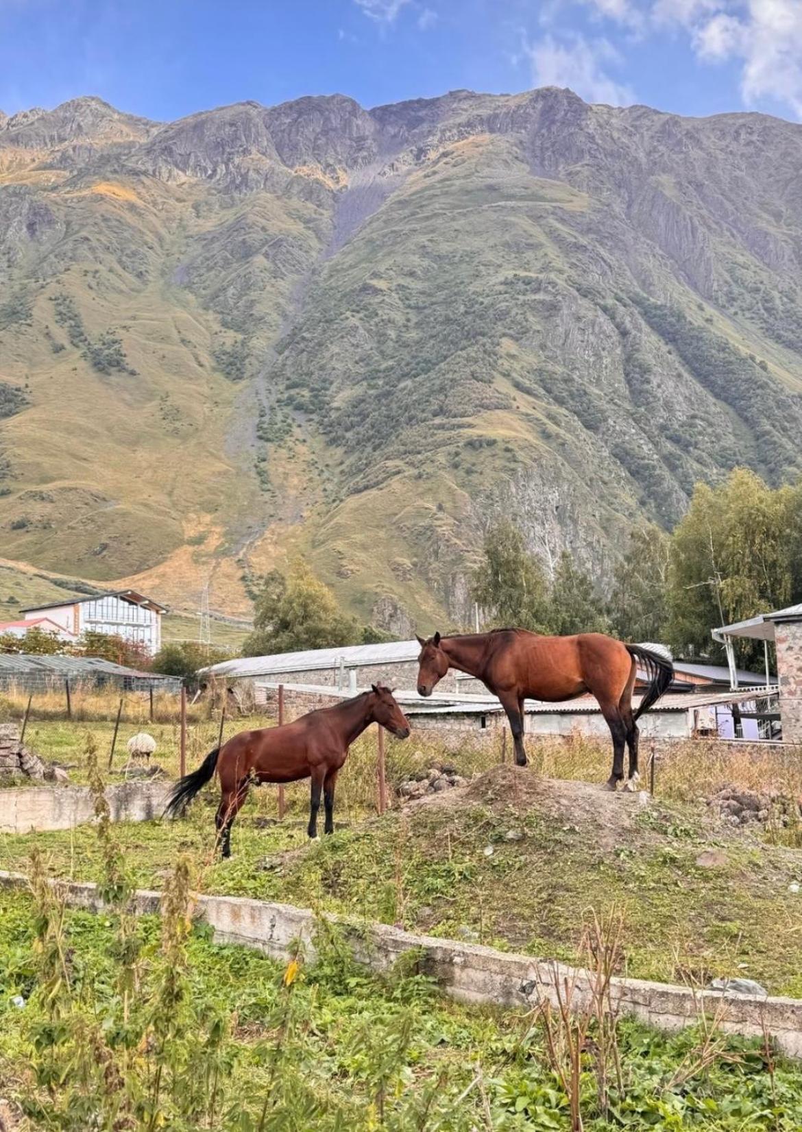 Edelweiss Cottage Kazbegi Екстериор снимка